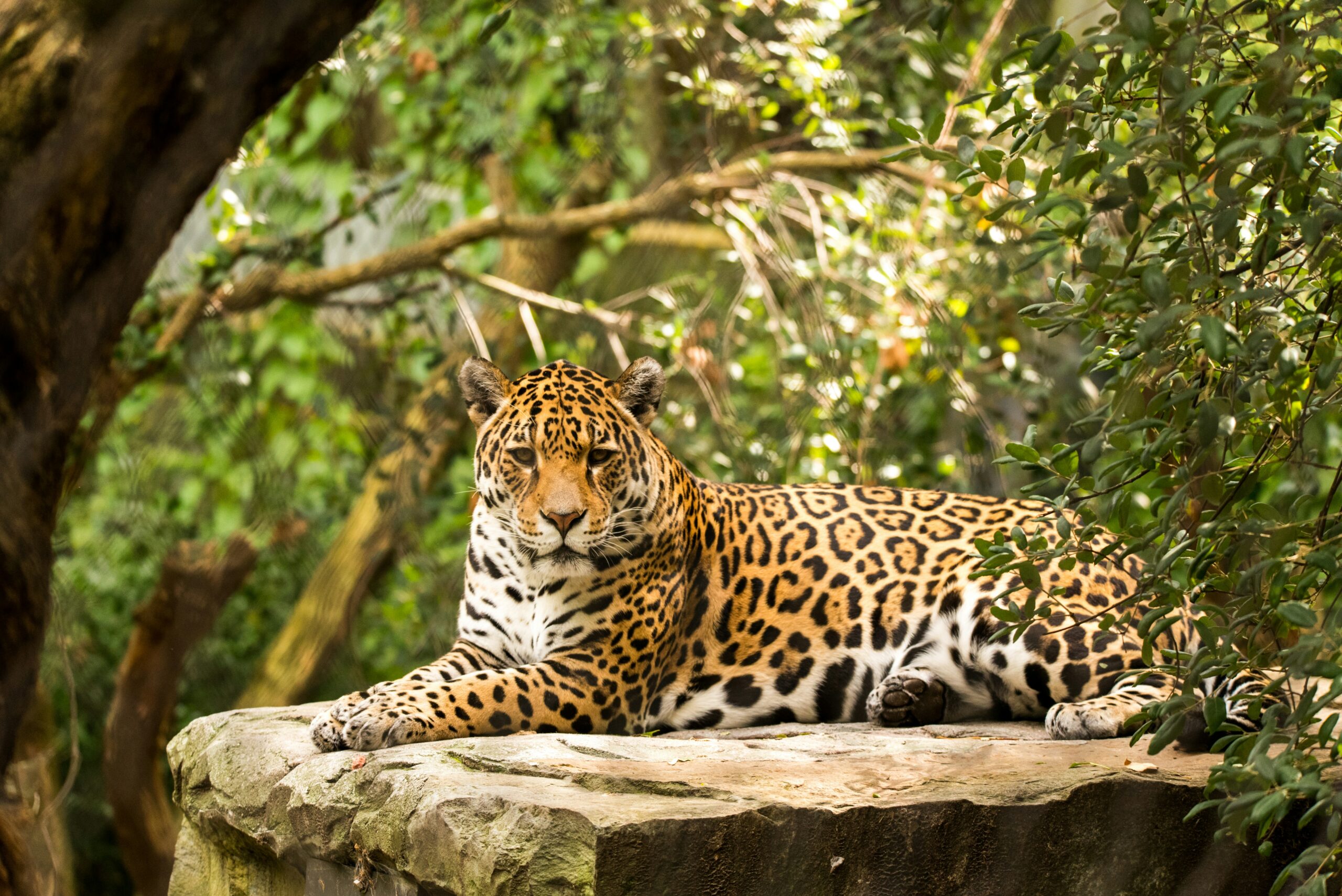 Tout savoir sur Jaguar la mythique marque de voitures